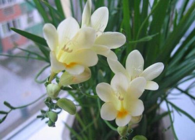 香雪兰的最佳种植时间 从种到开花需要多长时间