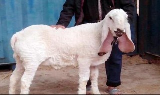 怎样挑选优质纯种山羊 挑选优质纯种山羊的方法