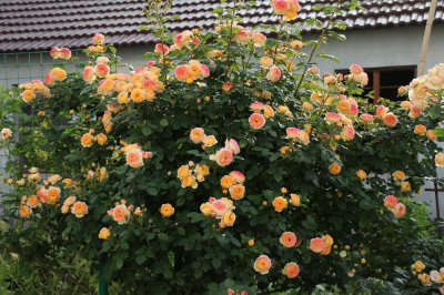 詹森月季有哪些特点和优点 月季花詹森品种好养吗