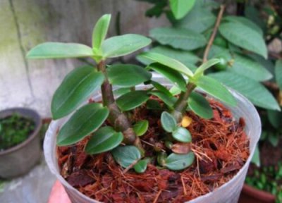 扦插容易成活的花卉植物 夏季怎么扦插花卉成活率高