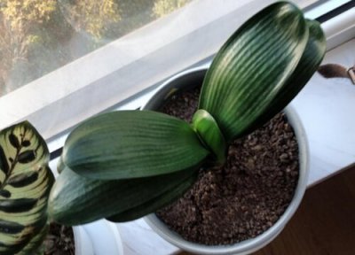 三伏天君子兰如何养护 君子兰高温天怎么养护