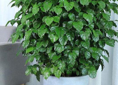 幸福树喜阴还是喜阳 属于喜阳植物