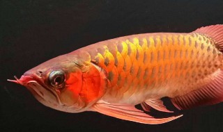 龙鱼立鳞怎么治疗 龙鱼立鳞怎么办