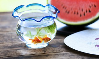 鱼缸水质多久可以消毒清洗 鱼缸水质消毒清洗的时间