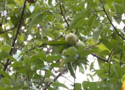 蒜头成熟时间 蒜头什么时候成熟