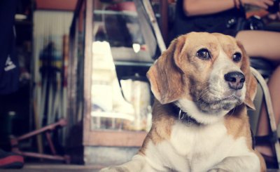 护主人最忠诚的狗排名 一生只认一个主人的狗狗排行