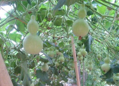 葫芦采摘时间 葫芦什么时候采摘合适