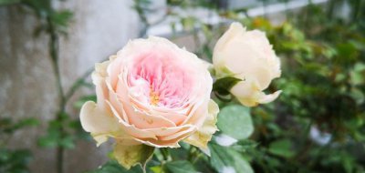 月季花什么时候换盆最合适 盆栽月季换盆时间如何来确定