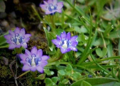 龙胆草什么时候成熟 种植多长时间能收获