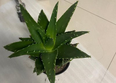 夏天芦荟叶片干枯的原因 夏天芦荟这样养护叶片肥厚侧芽多