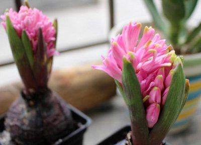 有什么花的花语是勇敢爱 花语代表勇敢爱的花