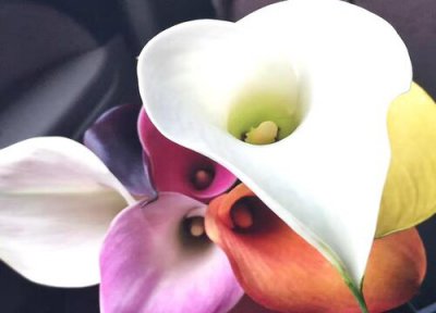 海芋花期时间 海芋花期是什么时候