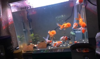 冬天室内怎么养好金鱼灯 冬天室内如何养好金鱼灯