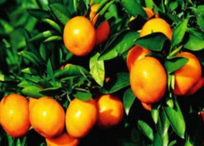 柑橘施什么肥可以增加甜度 柑橘施叶面肥果子会很甜