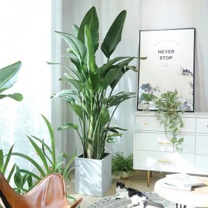 鹤望兰寓意与风水象征含义 家里放天堂鸟是吉是凶