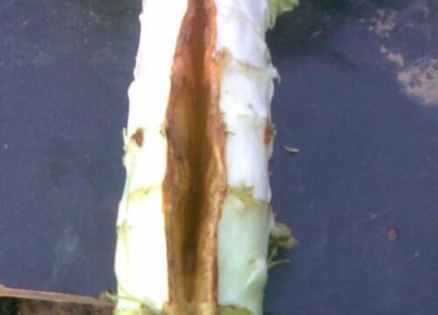 莴苣炭疽病发病原因 莴苣炭疽病的发病原因及治疗方法