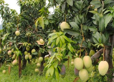 芒果树种植条件 适合在什么地方生长