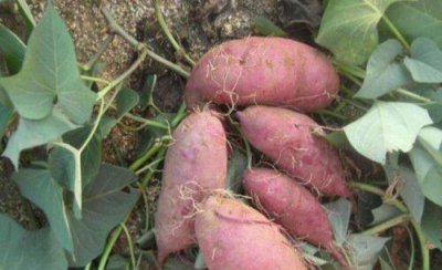 地瓜什么时候种最合适 红薯苗几月份时间可以种植