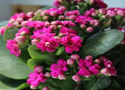 长寿花一直开花怎么办 怎么拯救长寿花开花少的问题