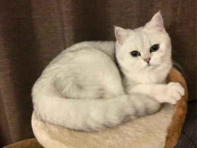 养银渐层猫的禁忌与经验 饲养银渐层猫咪的优缺点介绍