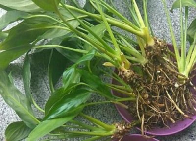 土培白掌烂根怎么补救救活 四个步骤教你轻松解决烂根