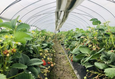 什么时候种草莓是最佳时期 草莓种植时间及管理方法