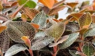 金丝莲人工种植方法 金丝莲人工种植怎么做