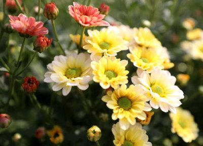 秋菊什么季节开花 秋菊是什么季节开的花