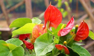 冬天室内怎样养好红掌 红掌冬季怎么养殖