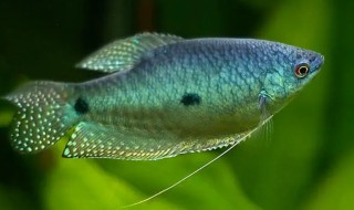 曼龙鱼吃蛋白虫吗 曼龙鱼吃不吃蛋白虫