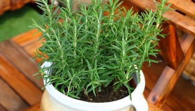 迷迭香栽种步骤 迷迭香怎么种植方法