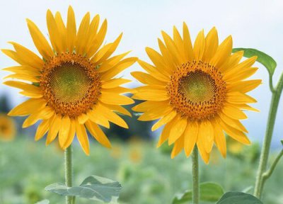 向日葵放卧室好不好 向日葵能放在卧室吗