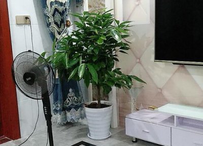 幸福树冬季黄叶怎么办 幸福树夏季养护如何避免黄叶落叶