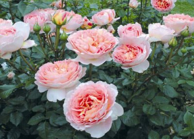 夏季如何养月季比较好 夏天养月季做好这几点