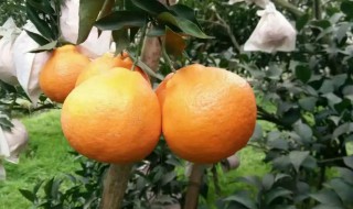 耙耙柑怎么挑最好吃 耙耙柑怎么挑选比较好