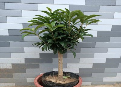 盆栽桂花什么时候换盆最合适 桂花换盆方法与具体步骤