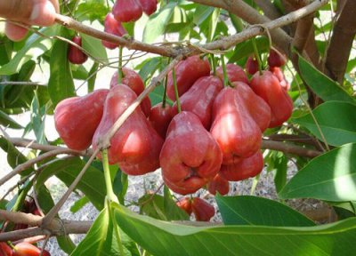 莲雾成熟时间 莲雾什么时候成熟