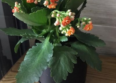 长寿花已经开花了还用施肥吗 长寿花如何施肥避免黄叶花朵掉光光