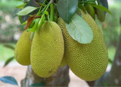 巴厘岛气候条件 巴厘岛盛产什么水果有名