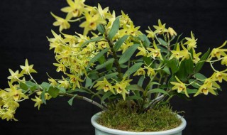 铁皮石斛什么季节换盆 铁皮石斛哪个季节换盆好