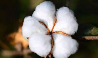 如何辨别棉花的好坏 怎样辨别棉花品质的好坏呢