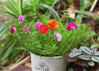 什么植物容易爆盆 懒人养什么植物能爆盆