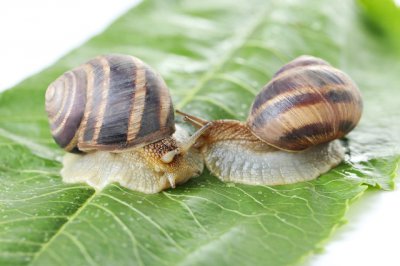 什么农药治蜗牛效果好 农田里蔬菜上蜗牛用什么农药清除