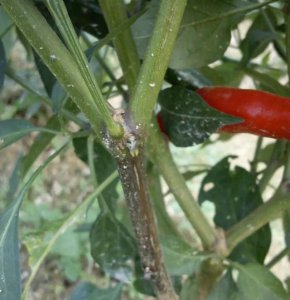 辣椒疫病是什么引起的 辣椒疫病原因、危害症状及防治