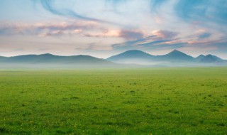 绿化室外植物有哪些种类 绿化室外植物有什么种类