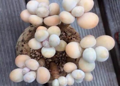 最漂亮的老桩多肉品种 什么品种多肉老桩最美好看