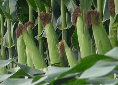 mc670玉米种子介绍 玉米品种MC670审定公告