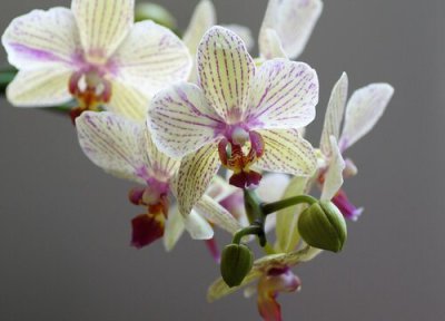 怎么样蝴蝶兰 如何购买优质的蝴蝶兰