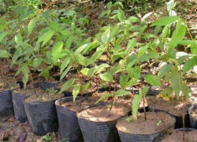 樱花叶子形状 樱花的叶子像什么形状