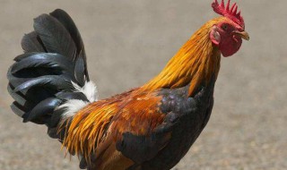 公鸡不能和什么一起吃 公鸡不能和哪些食物一起吃